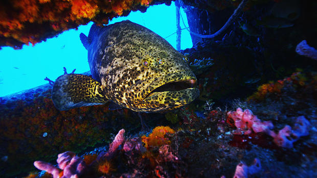 goliath grouper 