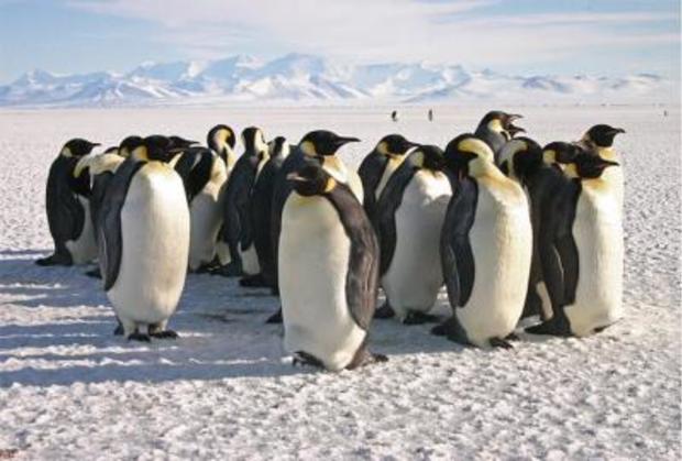 emperor-penguins74988web.jpg 