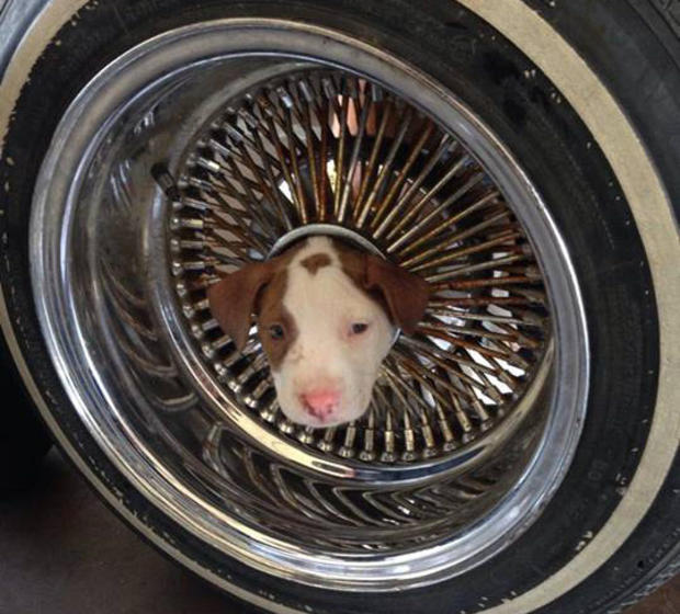 dogwheel 
