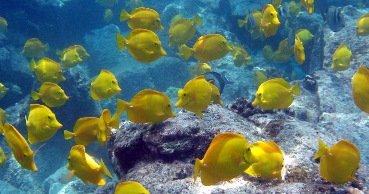 Ethical battle over harvesting aquarium fish in Hawaii CBS News