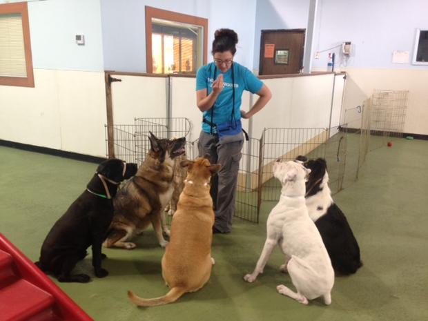 Wags &amp; Wiggles dog pet training obedience 
