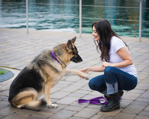 dog obedience training  