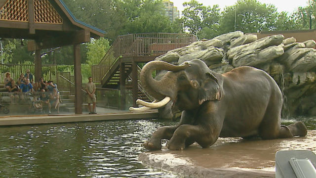 elephant-at-zoo.jpg 