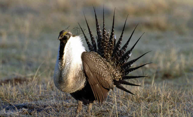 greater sage grouse 