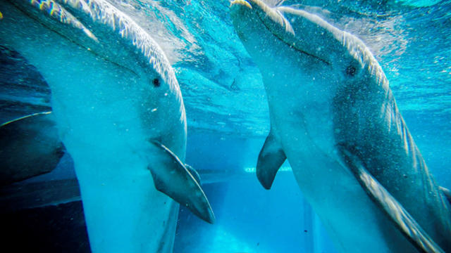 dolphin-cruise.jpg 