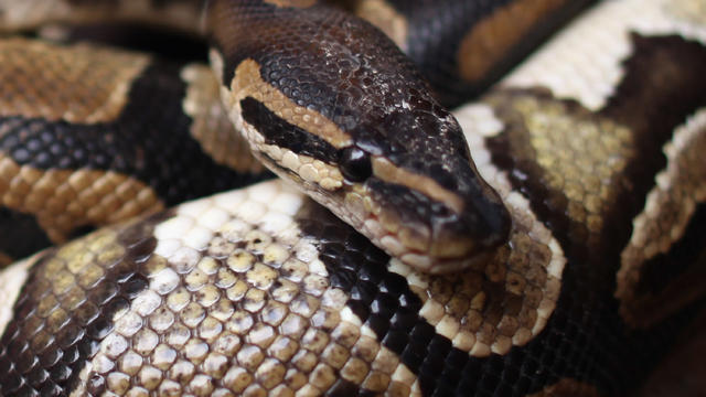 animal-python.jpg 