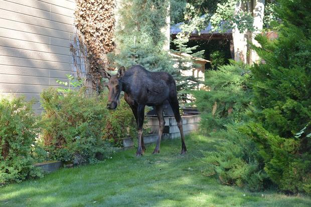 ManitouMoose2 (CO Parks and wildlife) 