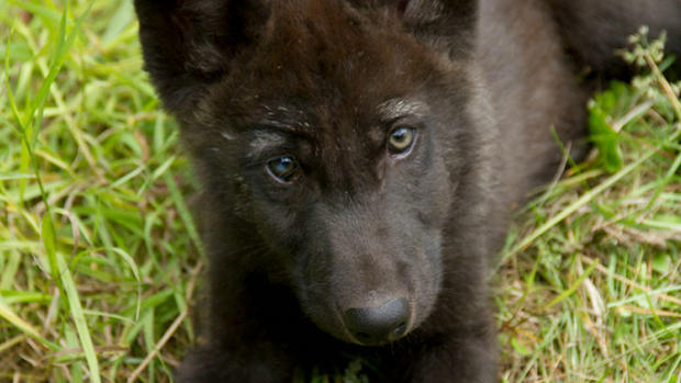 Orphaned Wolf Pups, Funny River Five 