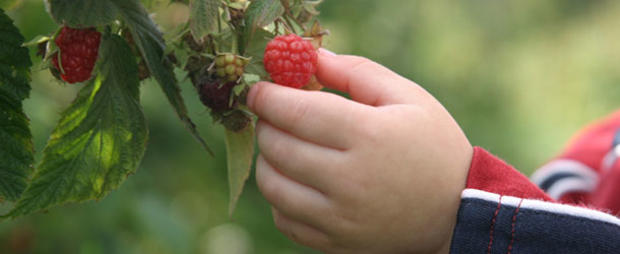 610 header picking fruit raspberry 