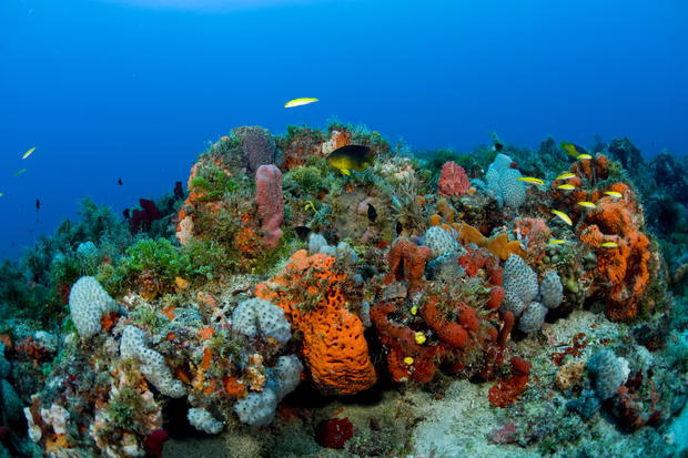 coral-reef-newscom-nhpaphotos074072.jpg 