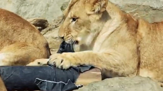 ​Lions at the Kamine Zoo in Ibaraki, Japan, chew on denim wrapped around a tire 