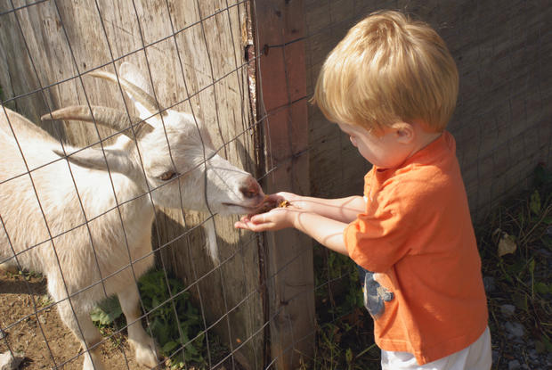 petting zoo kid child animal sheep goat Easter boy 