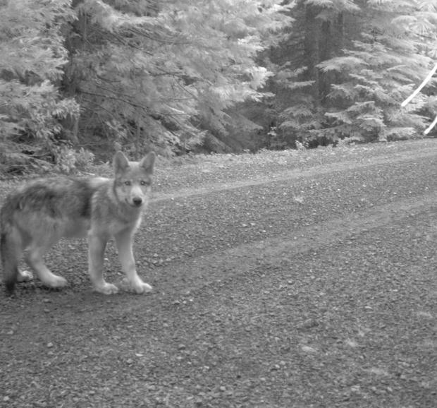 Remote cameras captured the wolf's pups. 