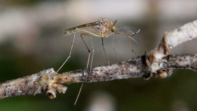 mosquito-west-nile-getty.jpg 