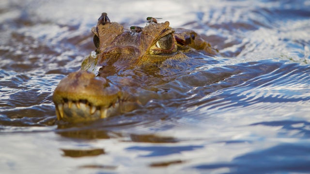 Animals of the Peruvian Amazon 