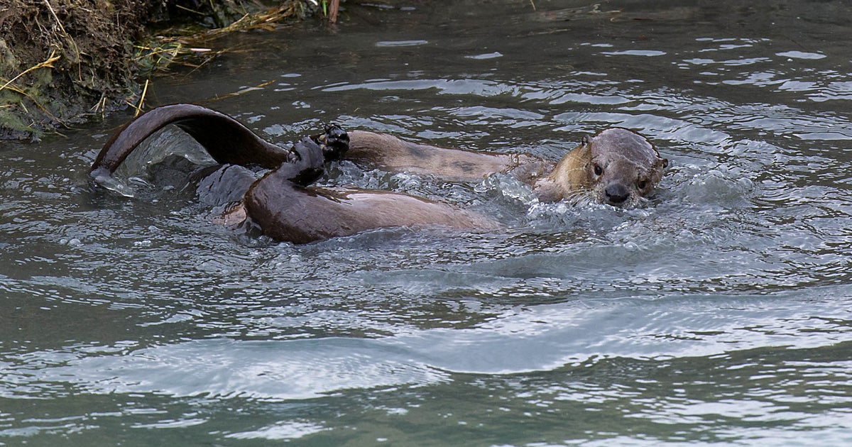 Grandmother saves 8yearold from otter attack in Washington river