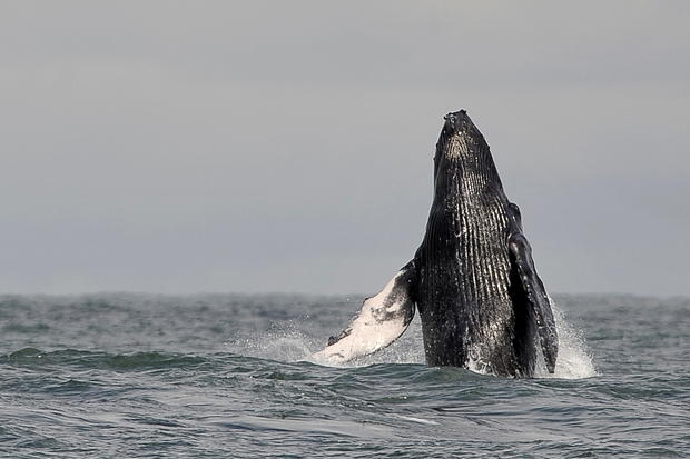 A Humpback whale jumps in the waters of 