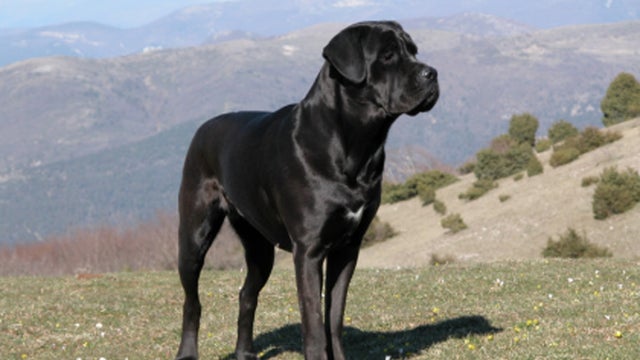 cane-corso.jpg 