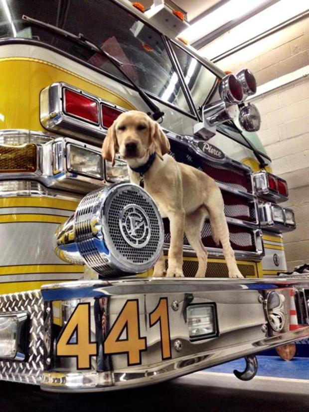 zeus-on-the-bumper-of-rescue-engine-441-at-the-hereford-volunteer-fire-company.jpg 