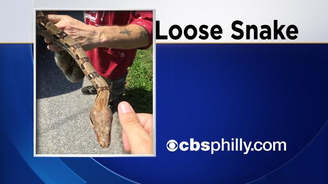 name-no-name-title-loose-snake-logo-cbsphilly-no-name-8-5-2014-3-17-48-pm.jpg 