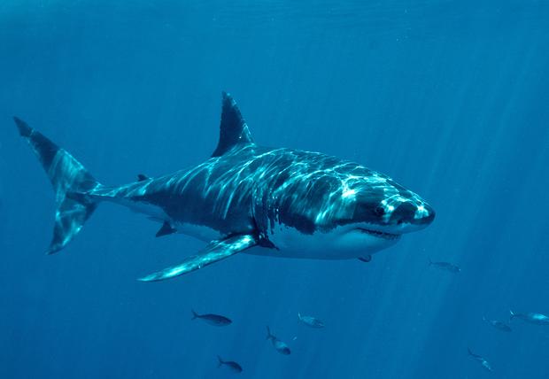 A great white shark is seen off Guadalupe Island in Baja California, Mexico. 