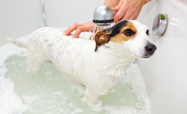 Dog taking a bath in a bathtub pet grooming dog bath wash 