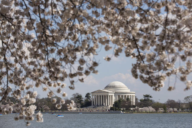 Washington's Famed Cherry Blossoms Mark Advent Of Spring jefferson memorial 