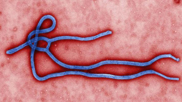 ebola-virus620x350.jpg 