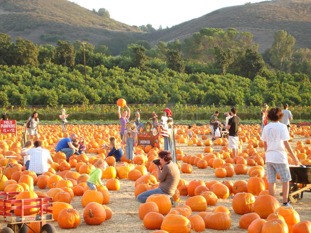 underwood family farms festival fall - Pumpkin Patch 2 