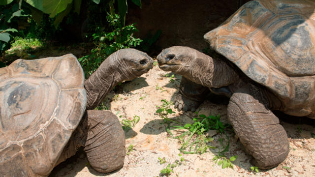tortoises.jpg 