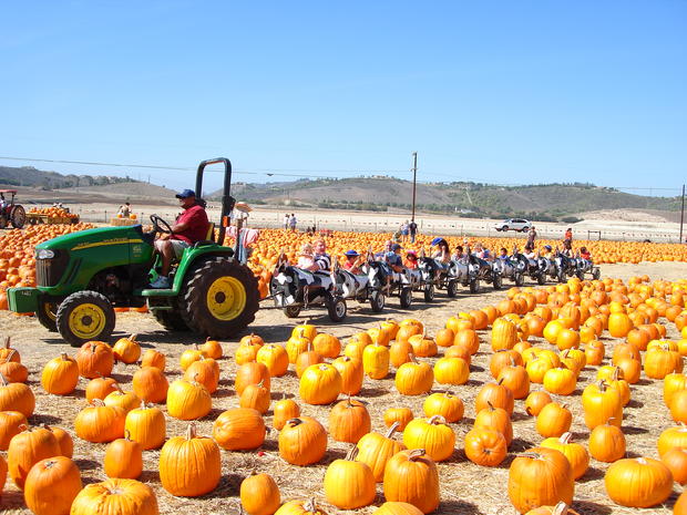 Underwood Family Farms Fall Festival - Cow Train Through Pumpkins 
