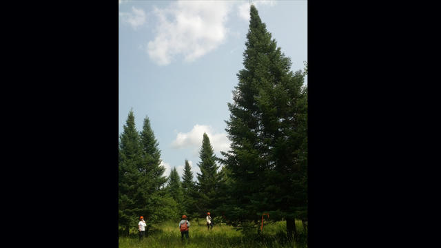 chippewa-natl-forest-trees.jpg 