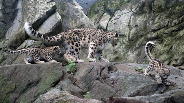 Snow Leopard Cubs At Bronx Zoo 