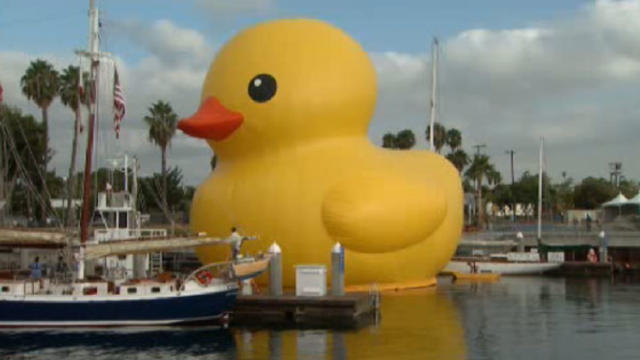 duck.jpg 