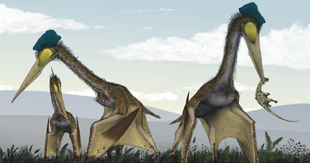 10 Fun, And In-depth Pterodactyl Facts (with Scenarios!)