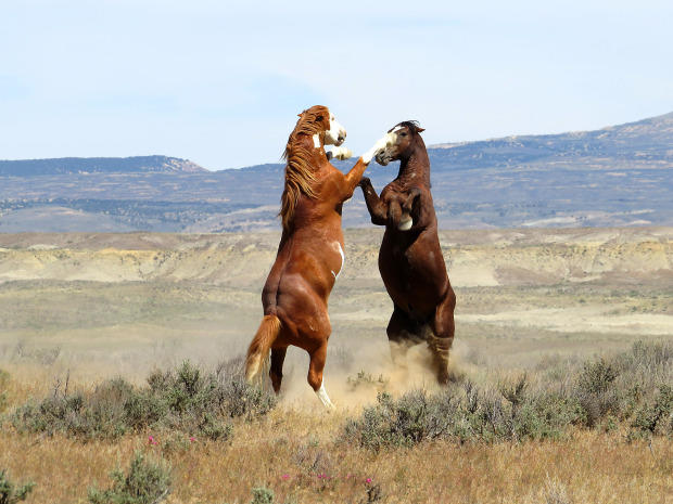 0972-wild-stallions-fighting-wild-horse-loop-062014.jpg 