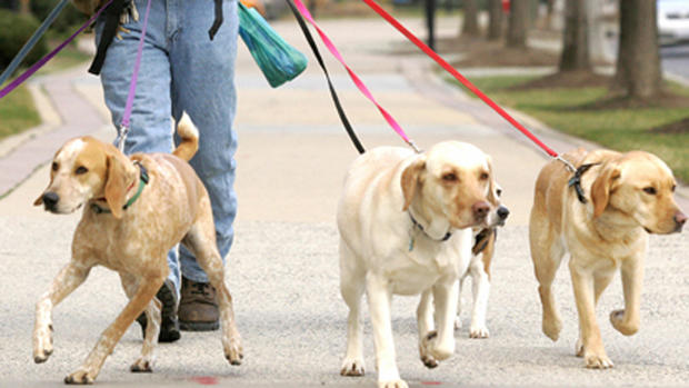 dog walk park leash 