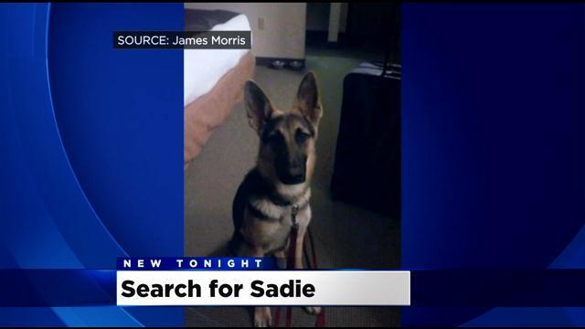 search-for-sadie.jpg 