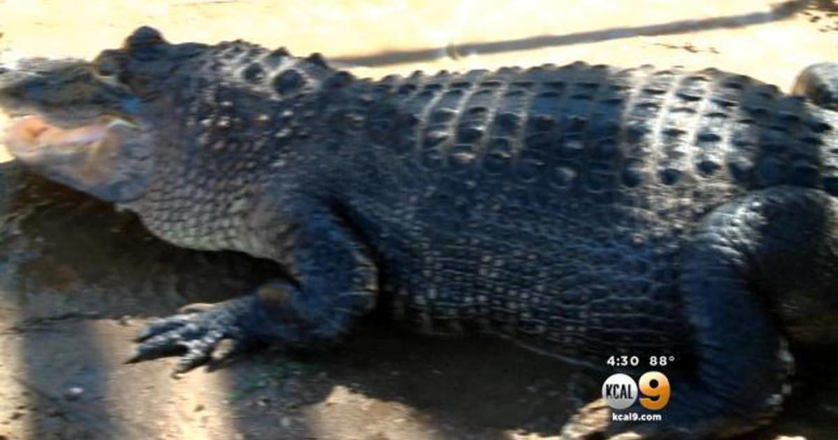Chopper The Alligator Seized From Rancho Cucamonga Owner After 30
