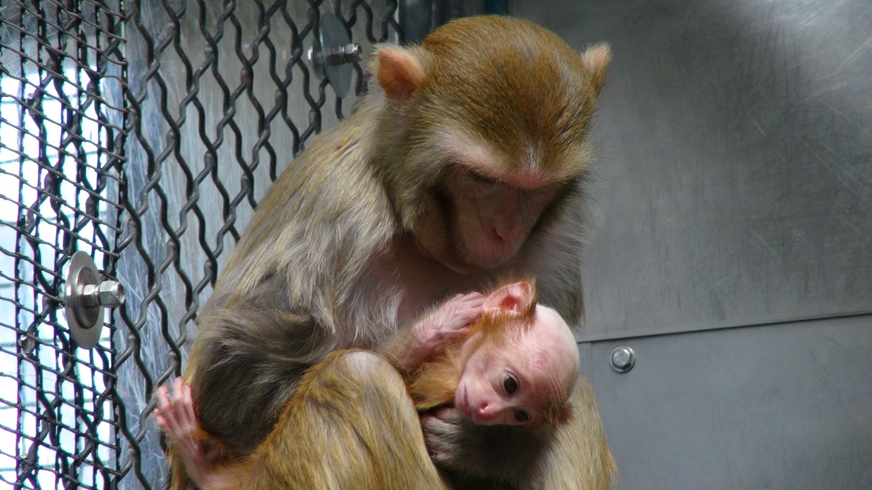 Inside an NIH primate lab