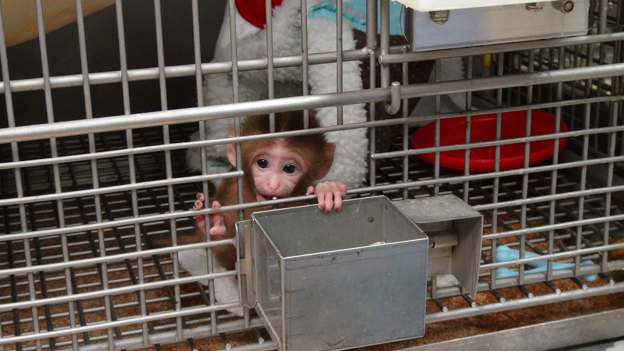 Inside an NIH primate lab