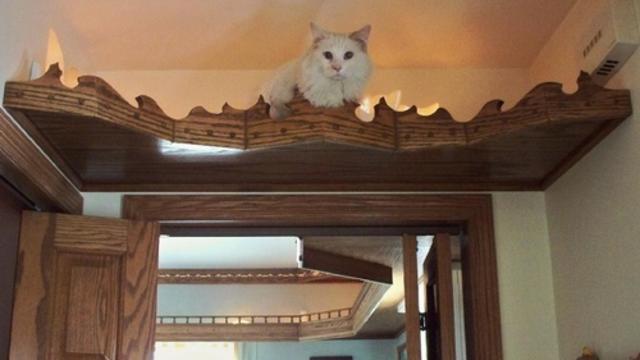cat-perch.jpg 
