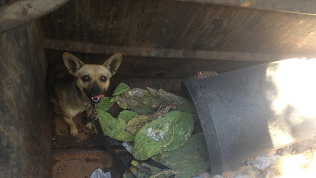 Dog Left In Dumpster 