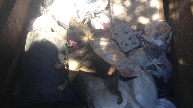 Dog Left In Dumpster 