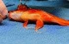 goldfish1.jpg 