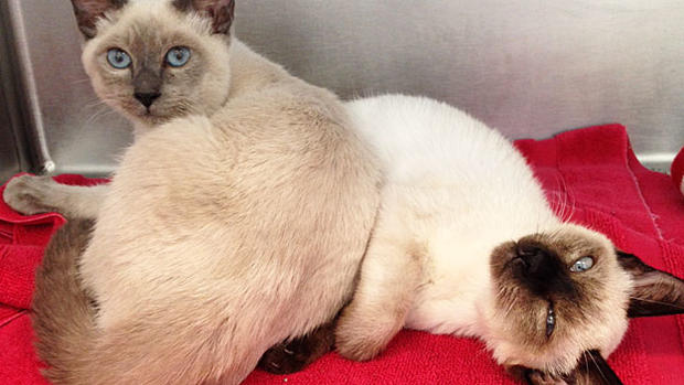 The-gorgeous-Siamese-cats-are-close-and-highly-sociable-(credit-MSPCA-Angell) 