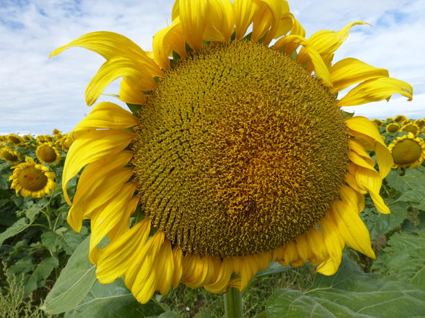 sunflower-field-bennett-co.jpg 