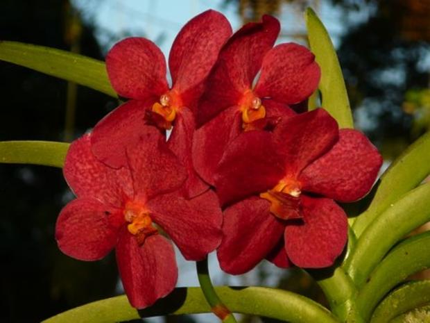 Red orchids from Boracayan 