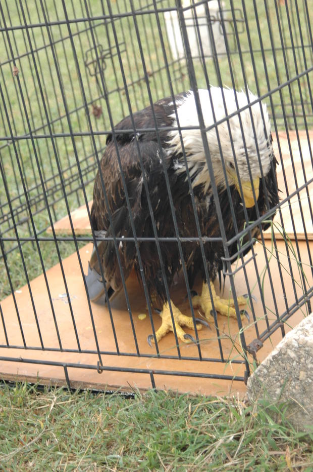Eagle rescue 