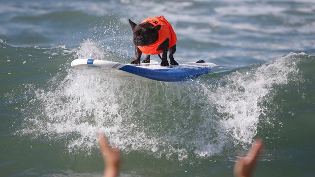 Surf City surf dog contest 
